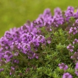 Da li se tokom dojenja može piti čaj sa majčinom dušicom (gv)